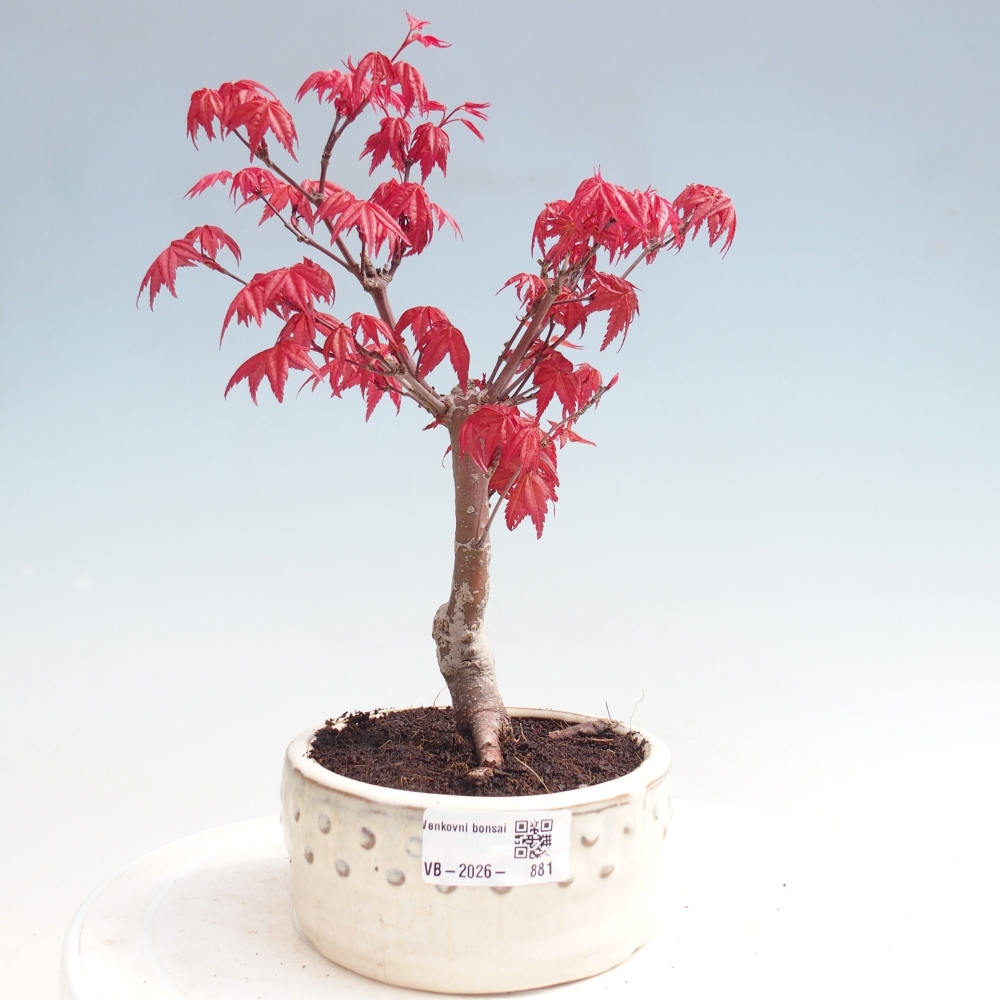 Kültéri bonsai - Acer palmatum DESHOJO