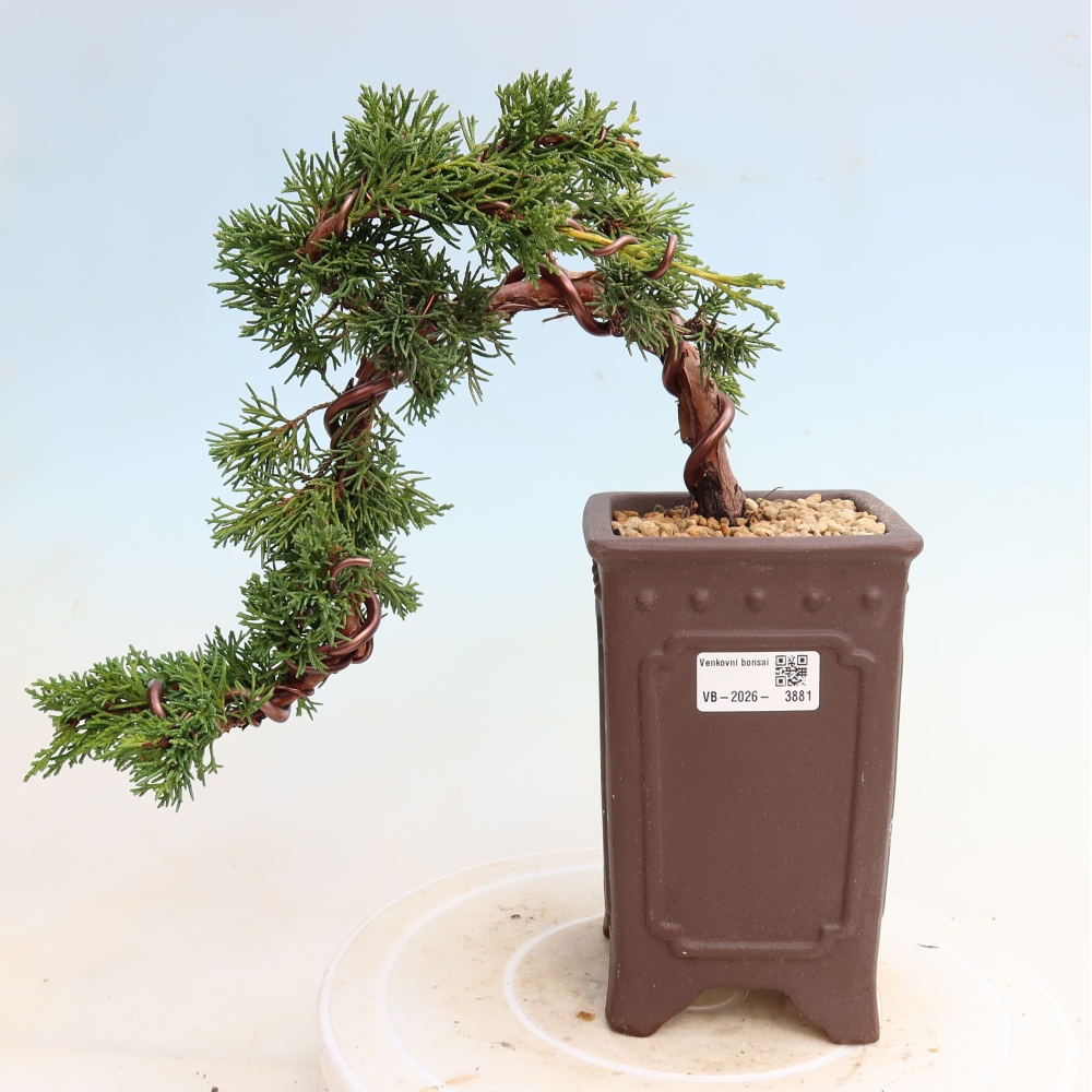 Kültéri bonsai - Juniperus chinensis Kishu