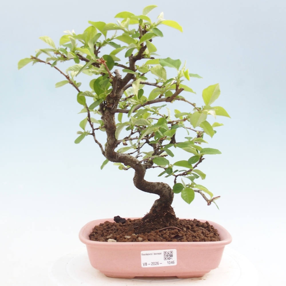 Kültéri bonsai - Chaneomeles chinensis