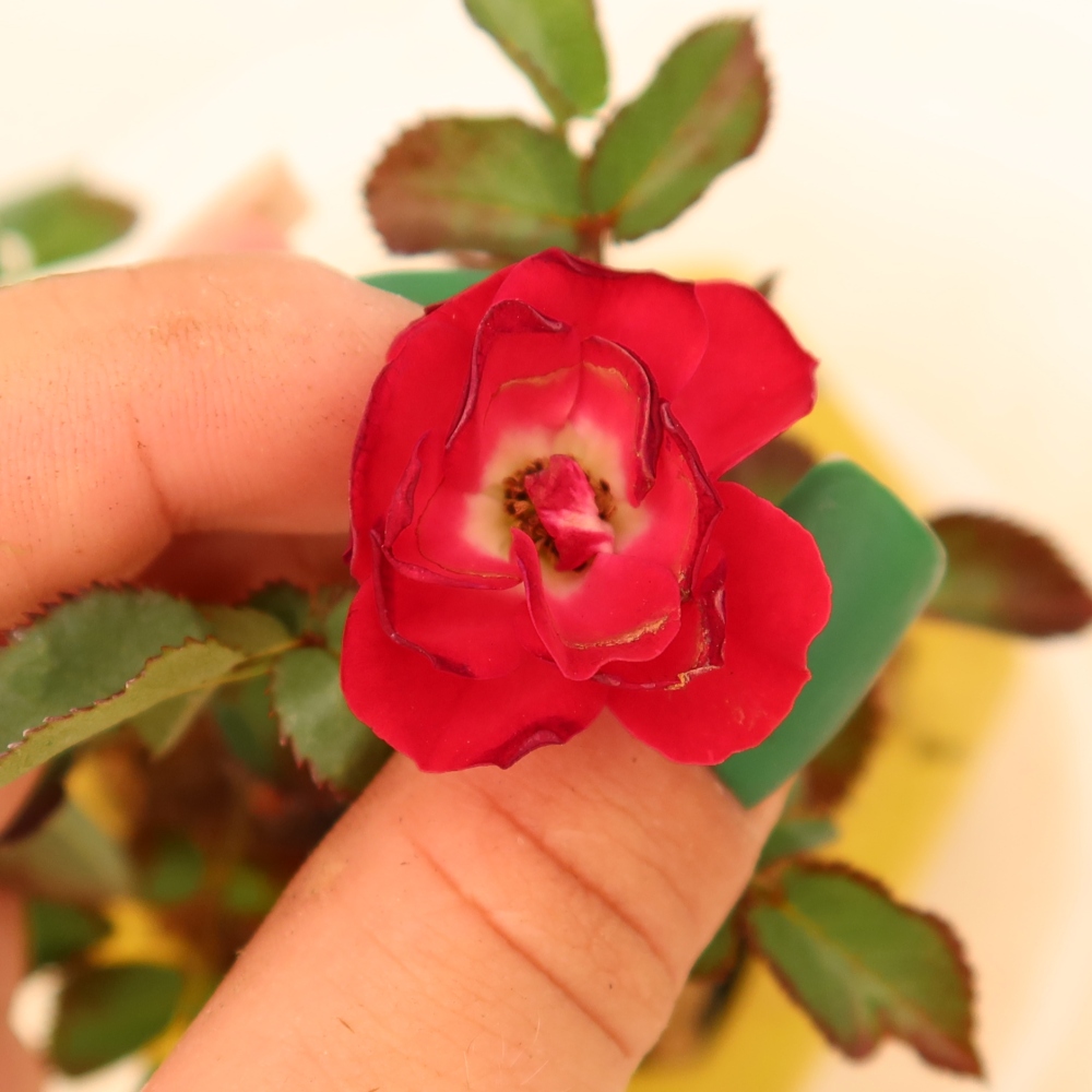 Kültéri bonsai - Rosa Kordes - rózsa