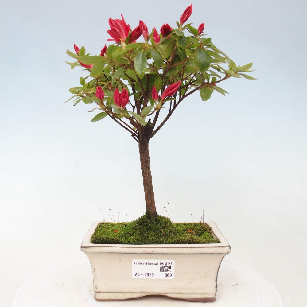 Kültéri bonsai - japán azálea - Azalea sp.
