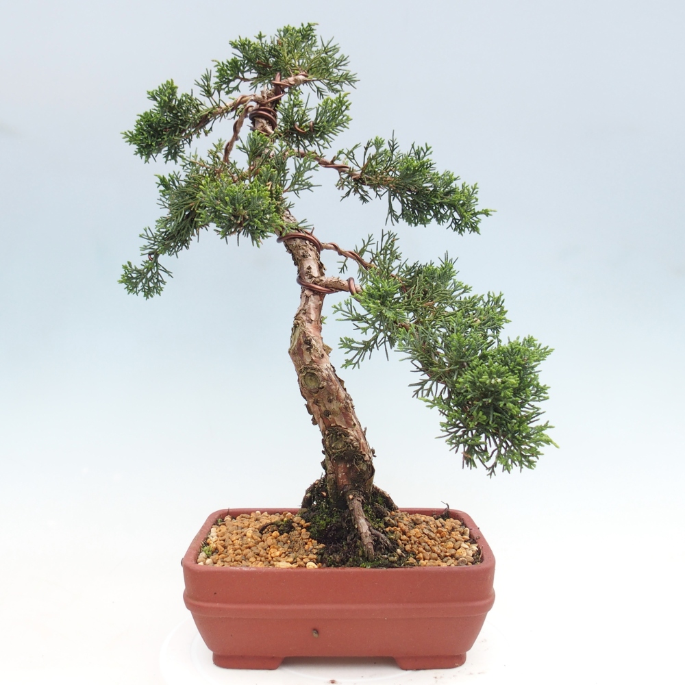 Kültéri bonsai - Juniperus chinensis Kishu