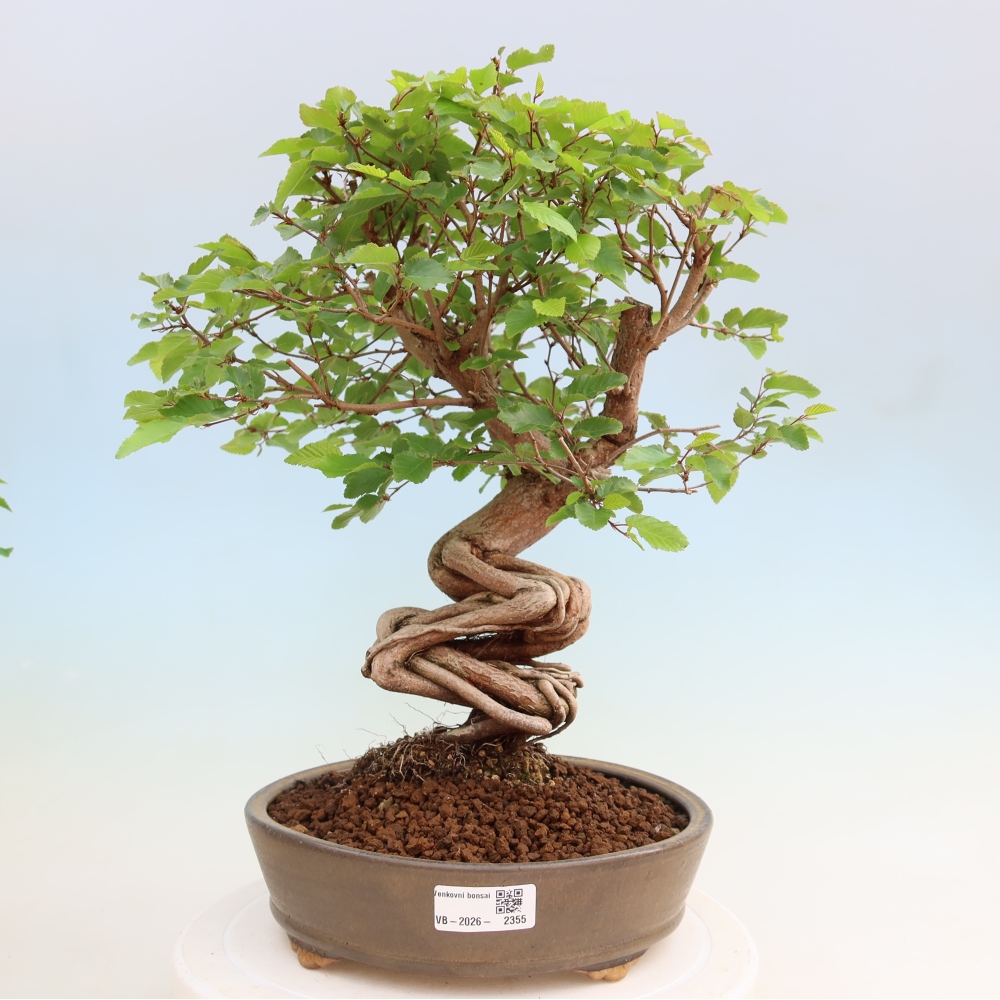 Kültéri bonsai -Carpinus Coreana - Koreai gyertyánfa