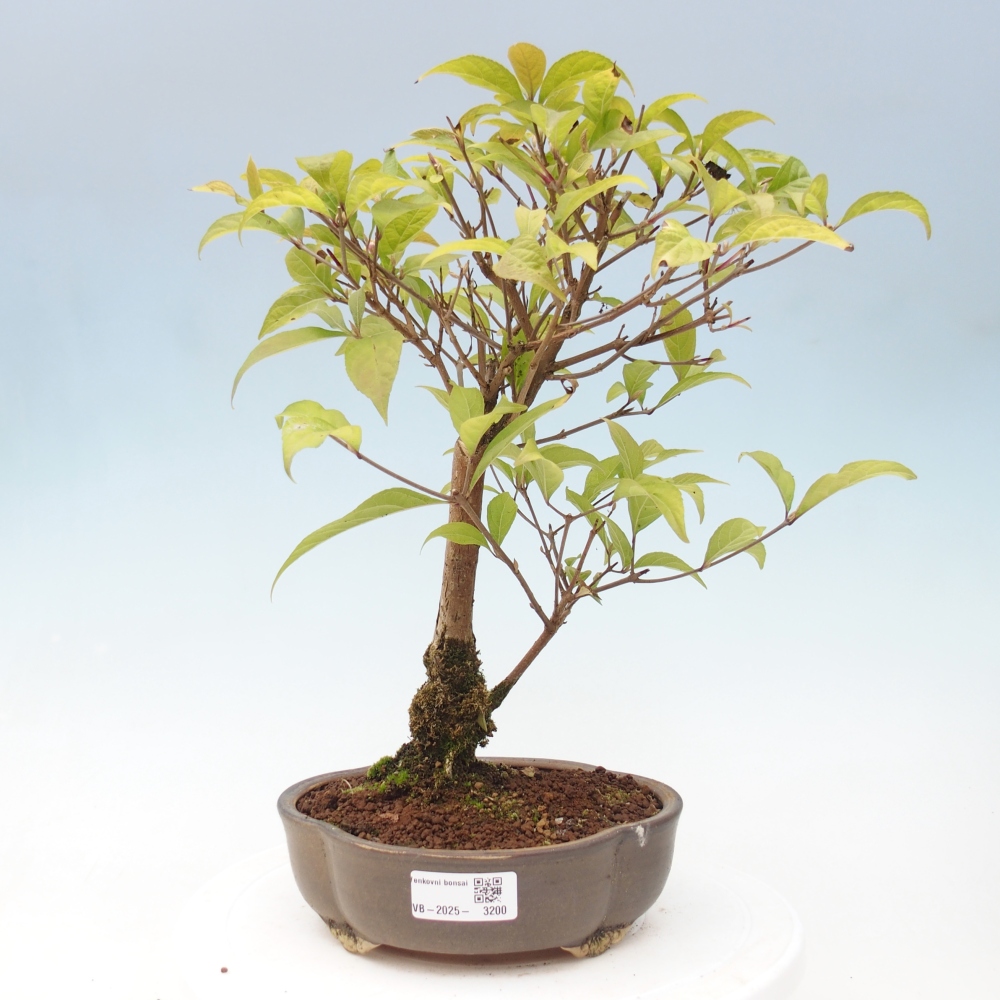 Kültéri bonsai - Callicarpa japonica