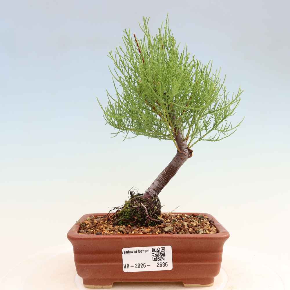 Kültéri bonsai - Tamariszkusz - Tamarix