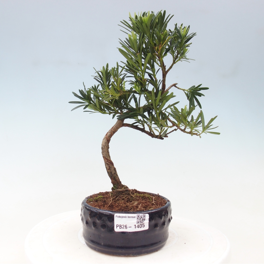 Szobai bonsai - Podocarpus - Kőtiszafa