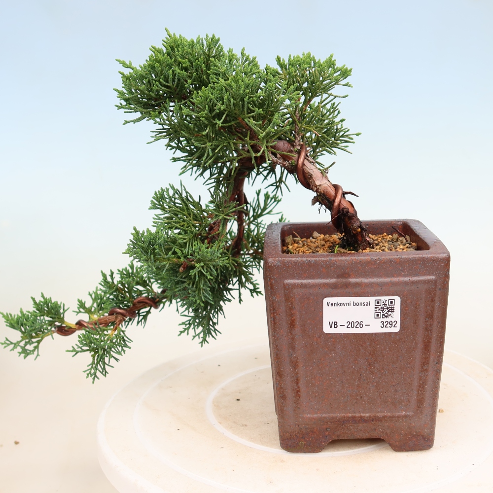 Kültéri bonsai - Juniperus chinensis Kishu