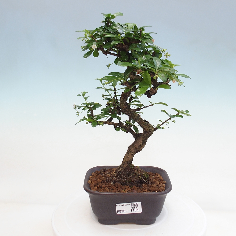 Szobai bonsai - Carmona macrophylla - Tea fuki