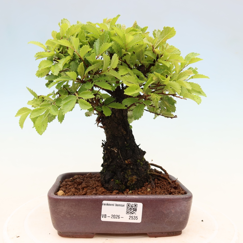 Kültéri bonsai - Zelkova - Zelkova NIRE