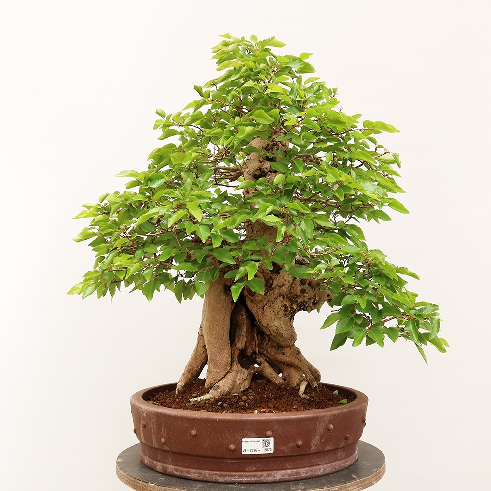 Kültéri bonsai -Carpinus Coreana - Koreai gyertyánfa