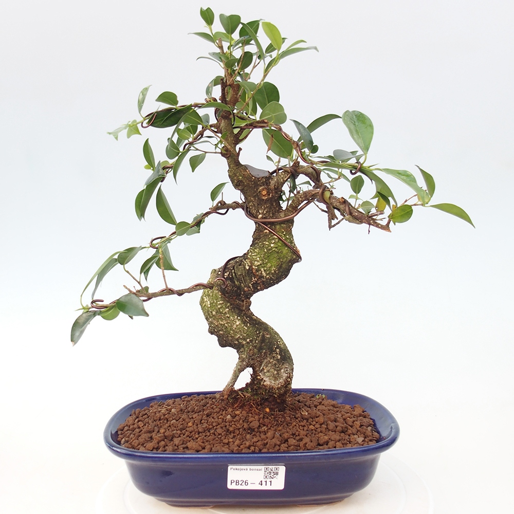 Szobai bonsai - Ficus retusa - kislevelű fikusz