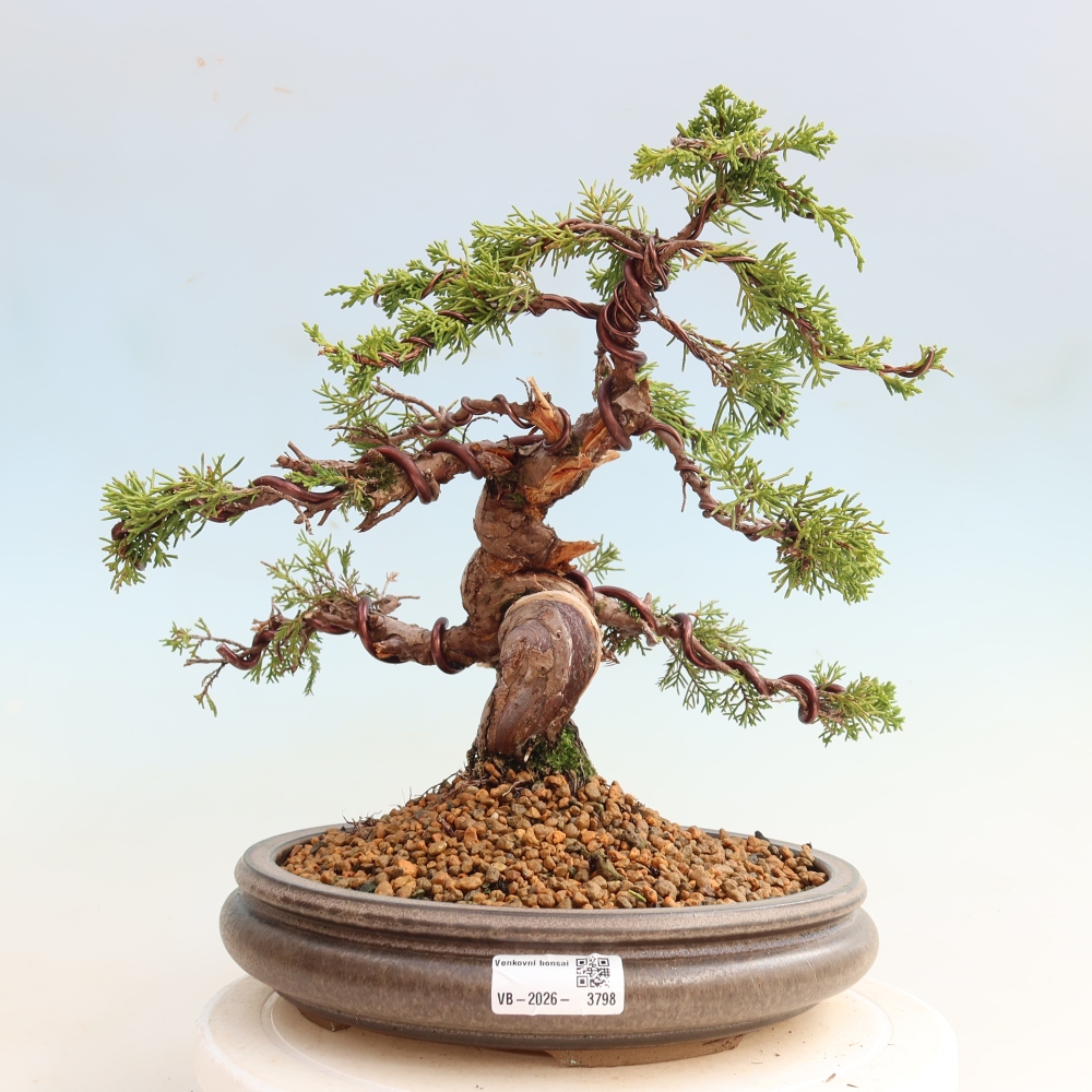 Kültéri bonsai - Juniperus chinensis Itoigawa-Juniperus chinensis
