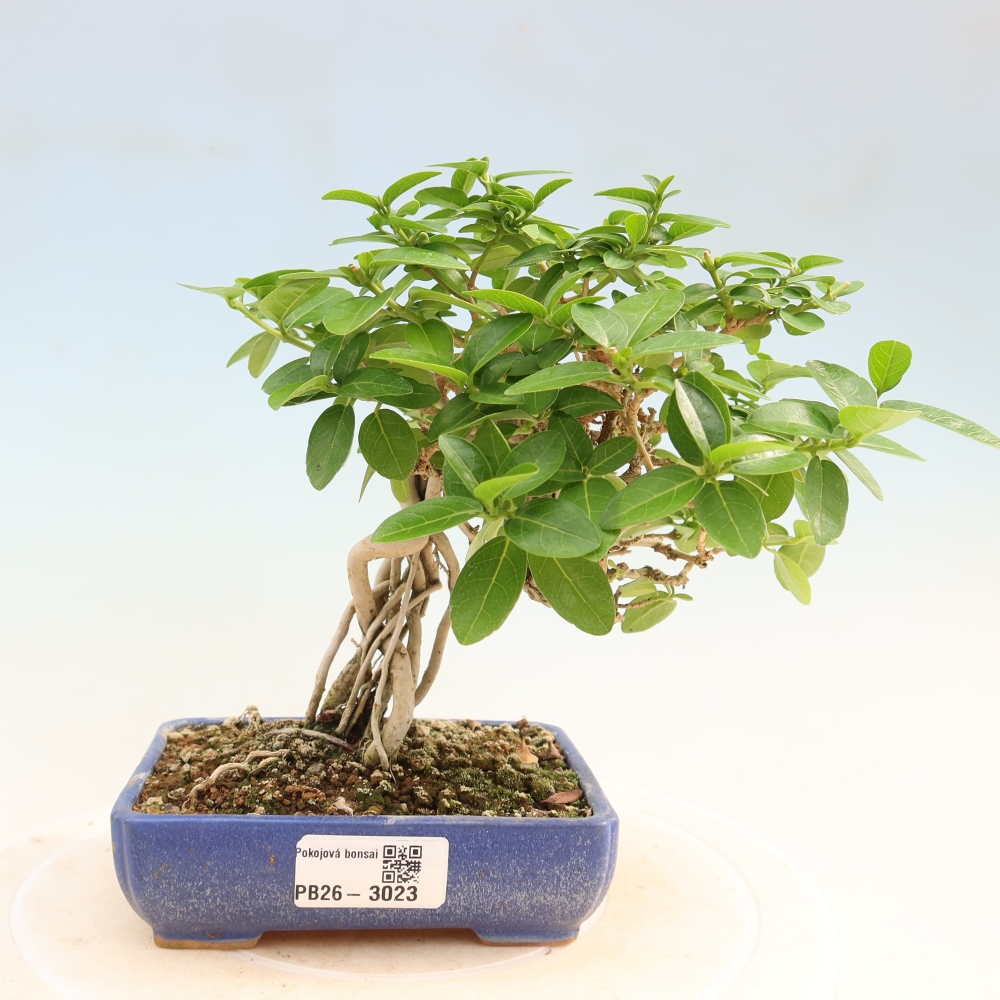 Beltéri bonsai - Premna serratifolia - Kozlovna malolista