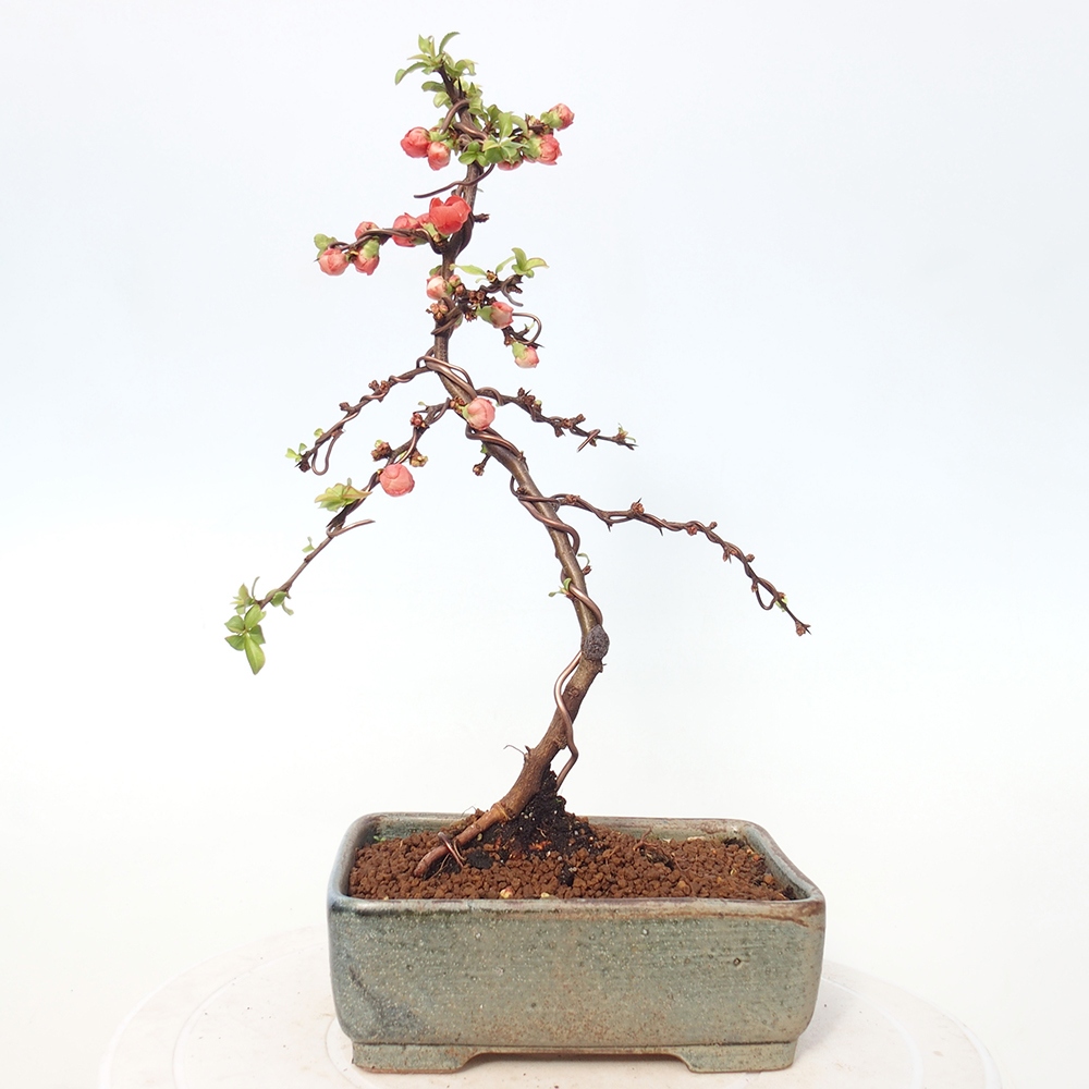 Kültéri bonsai - Chaneomeles s. Red Joy - birs
