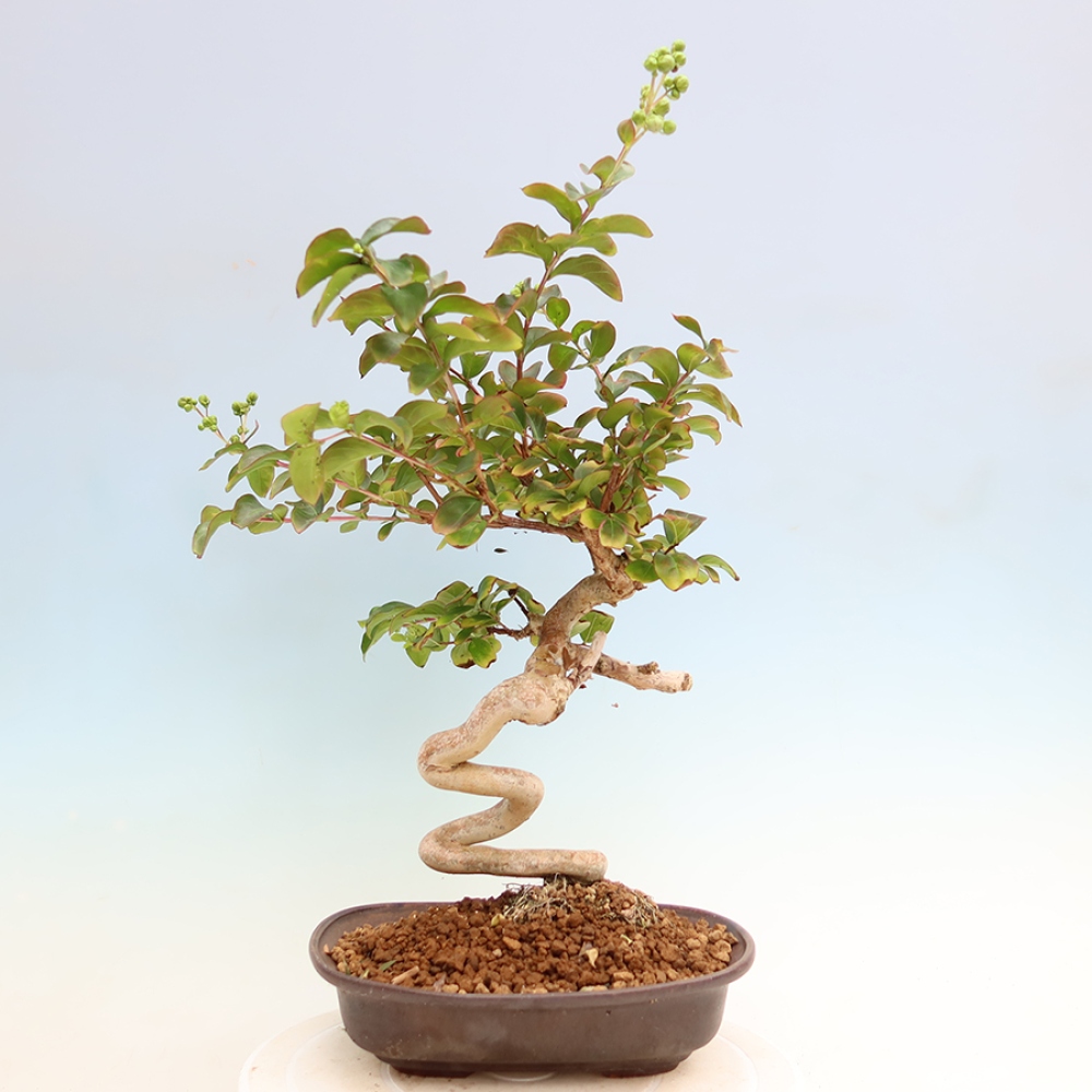 Szobabonsai – Lagerstroemia indica – indiai orgona