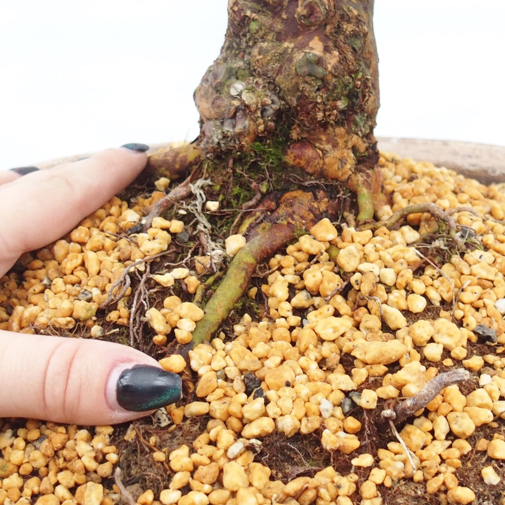 Kültéri bonsai - Japán azálea - Azalea Kisshoten