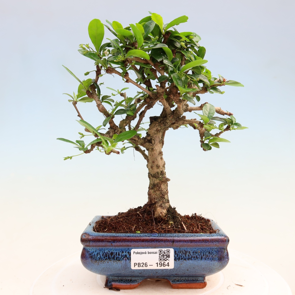 Szobai bonsai - Carmona macrophylla - Tea fuki