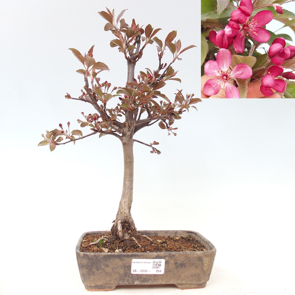 Kültéri bonsai -Malus domestica - Kis gyümölcsű piros levelű almafa