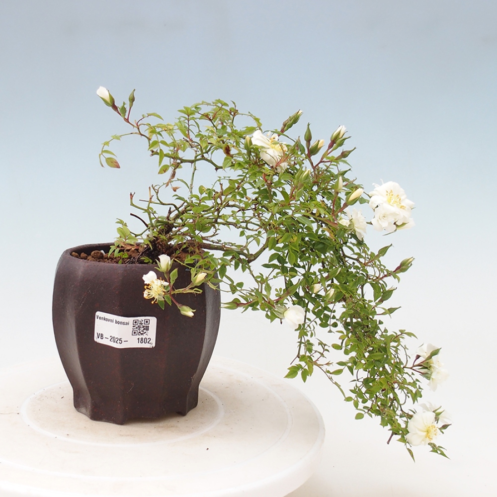 Kültéri bonsai - Rosa Sea Foam - rózsa