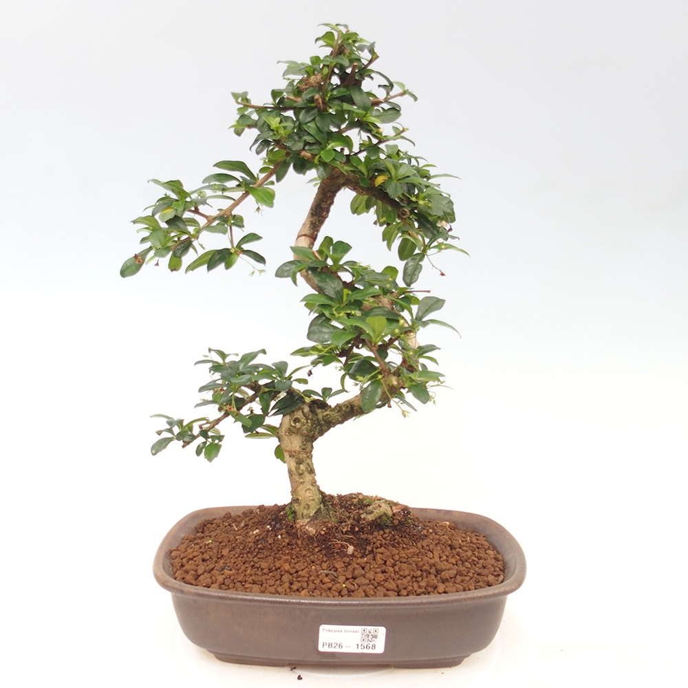 Szobai bonsai - Carmona macrophylla - Tea fuki