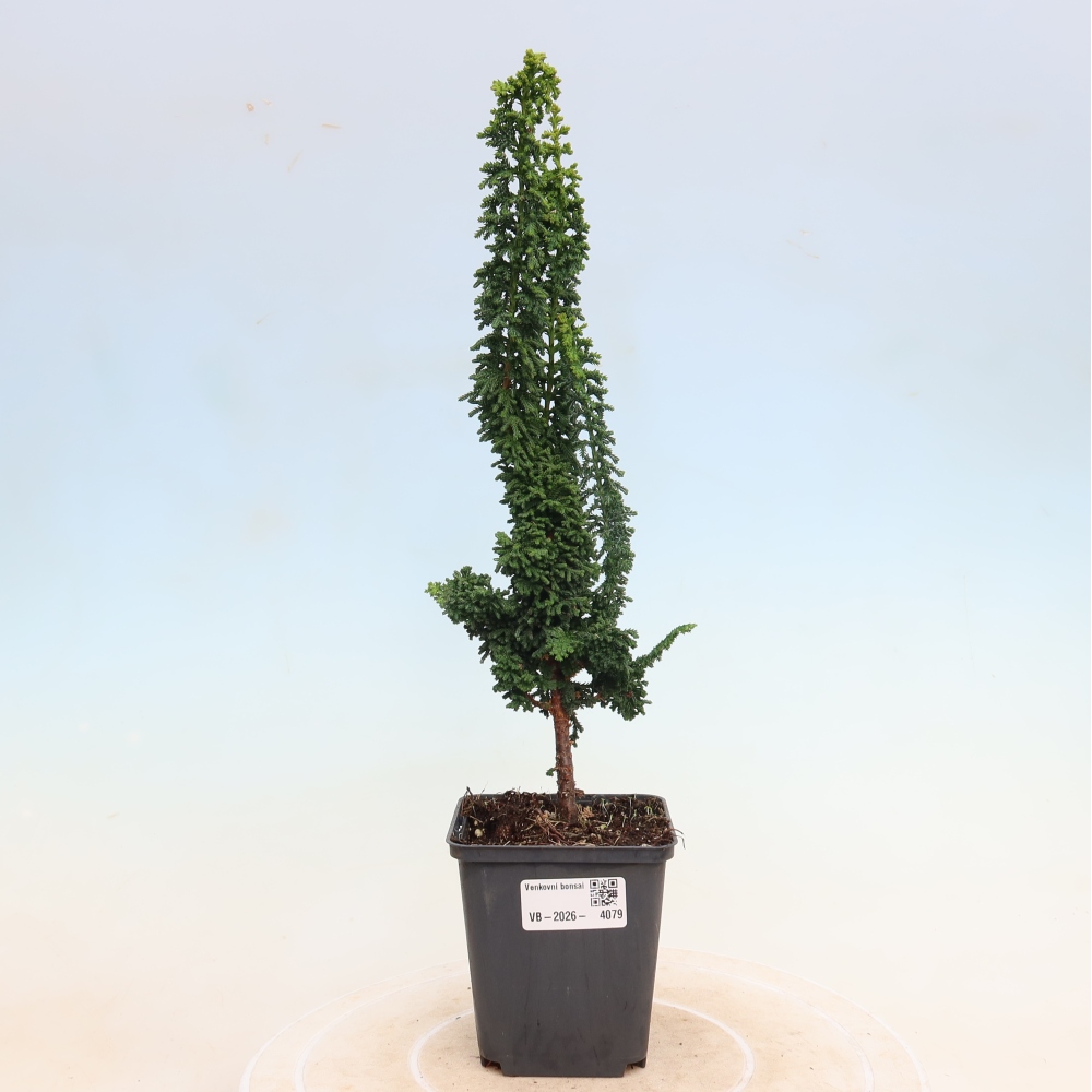 Kültéri bonsai - Cham. obtusa SEKKA HINOKI - Cifra ciprus