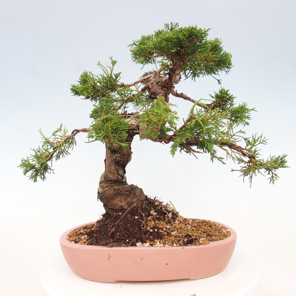 Kültéri bonsai - Juniperus chinensis Itoigawa