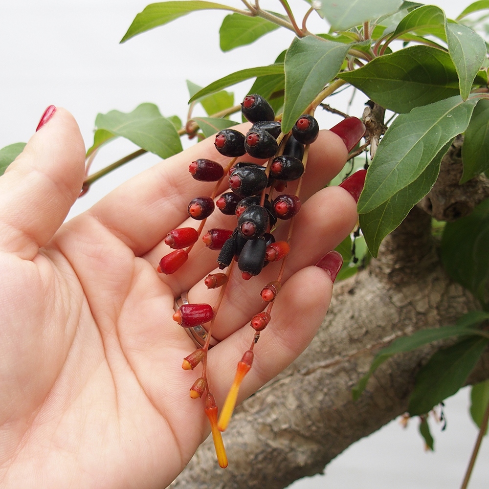 Szoba bonsai - Hamelia patent