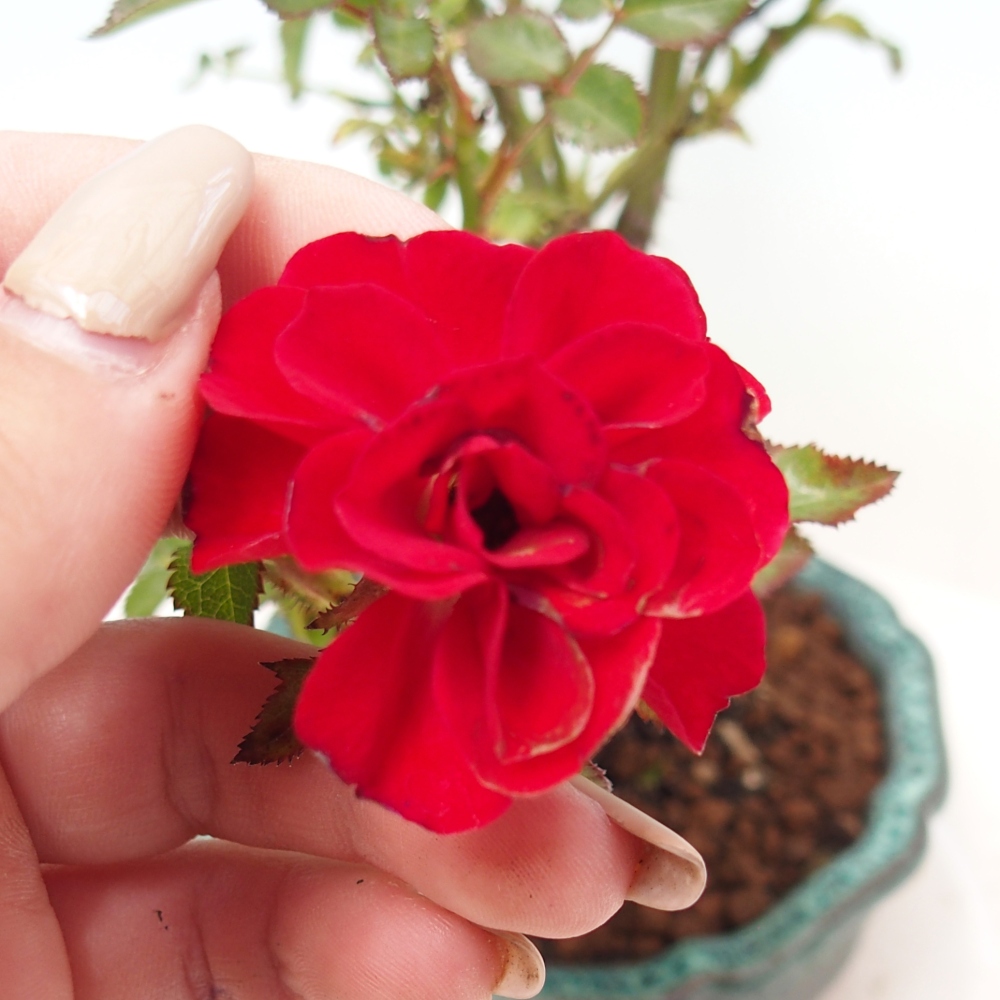 Kültéri bonsai - Rosa Kordes - rózsa