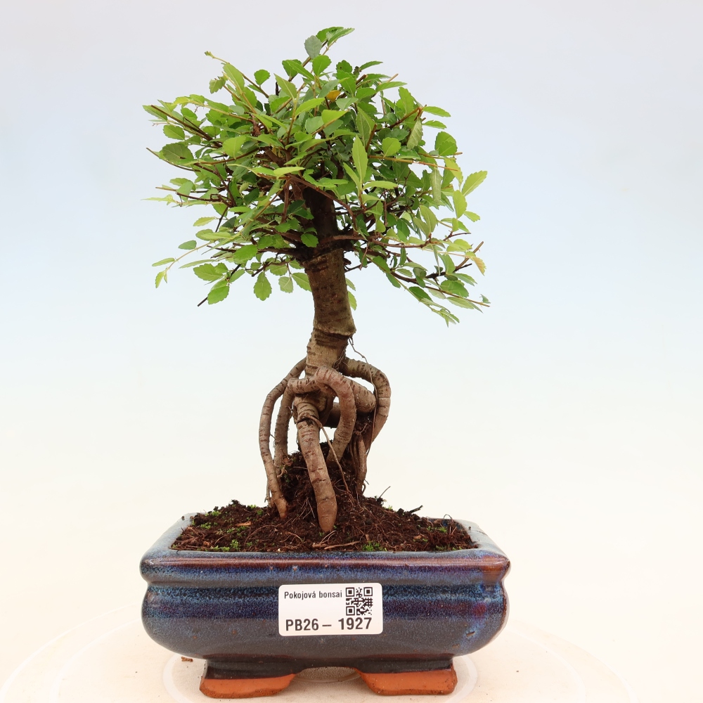 Szobai bonsai - Ulmus parvifolia - Kislevelű szilfa