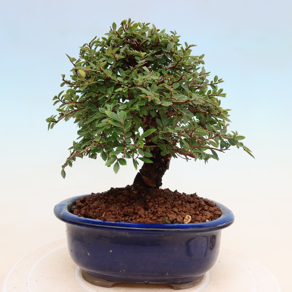 Kültéri bonsai - Zelkova - Zelkova NIRE