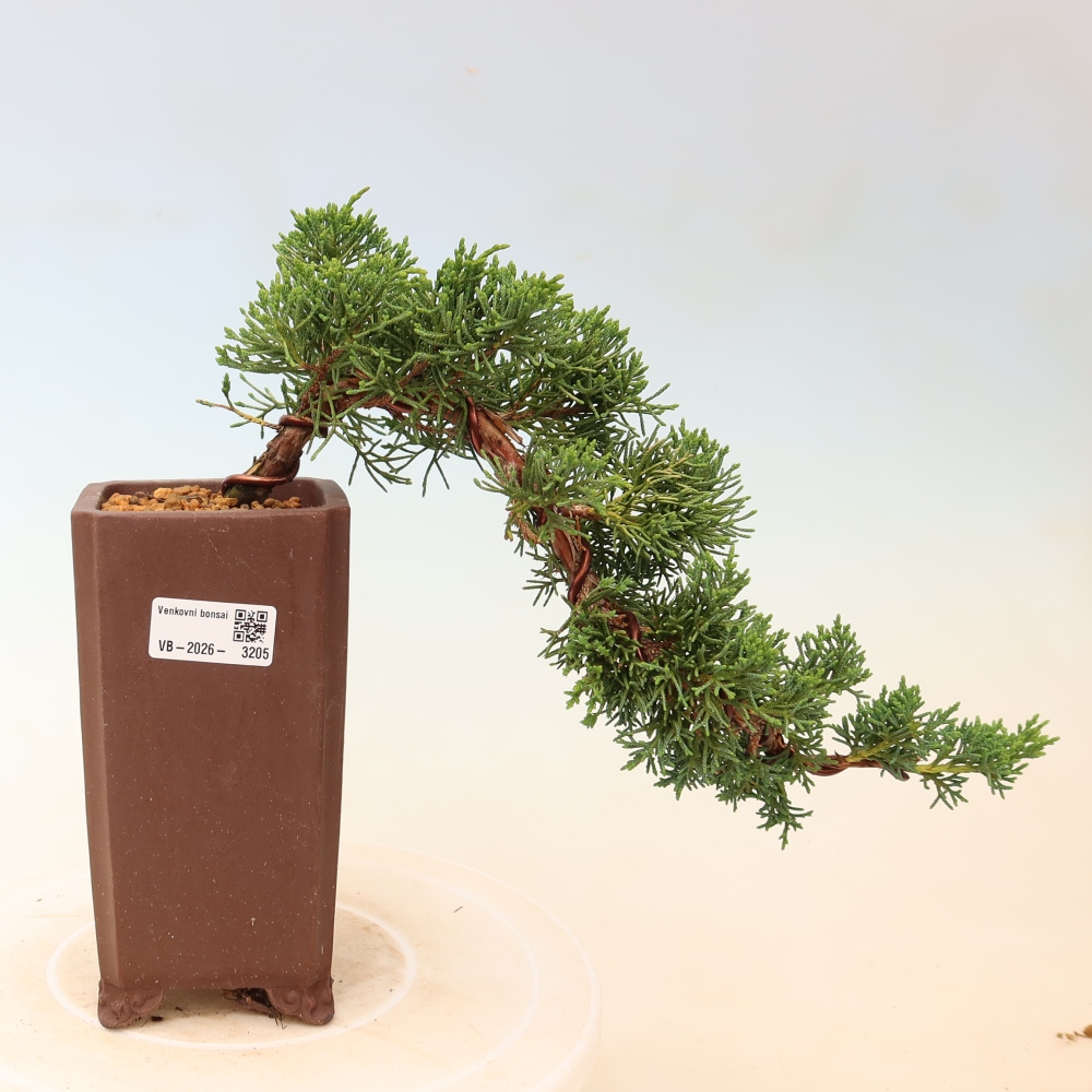 Kültéri bonsai - Juniperus chinensis Kishu