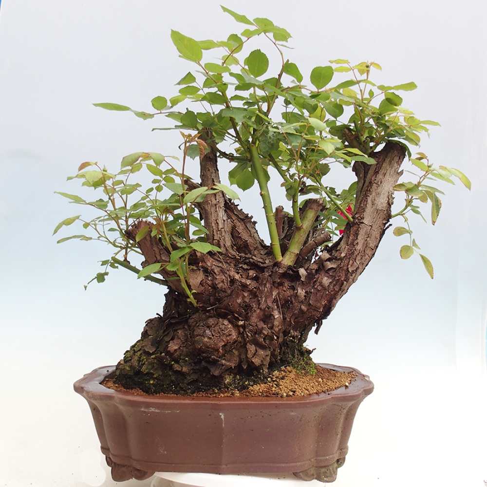 Kültéri bonsai - Rosa Kordes - rózsa