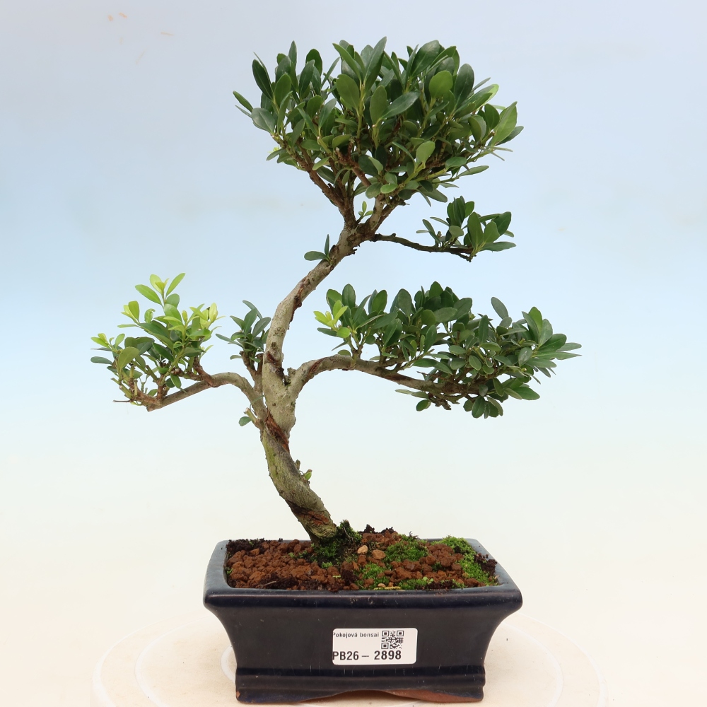 Szobai bonsai - Ilex crenata - Holly