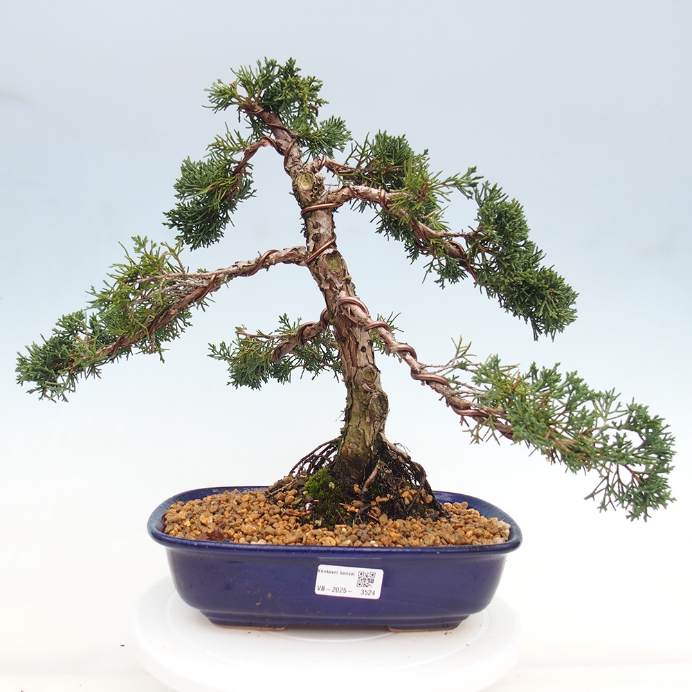 Kültéri bonsai - Juniperus chinensis Kishu