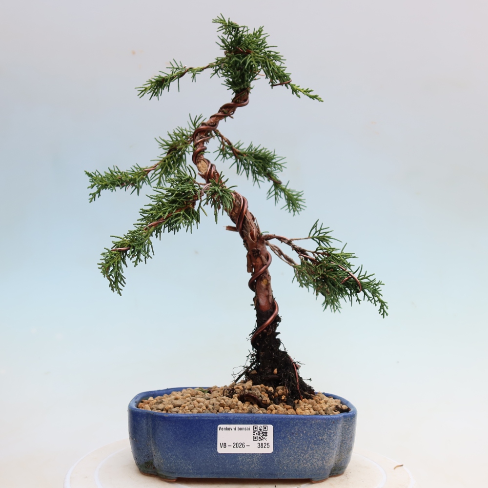 Kültéri bonsai - Juniperus chinensis Kishu