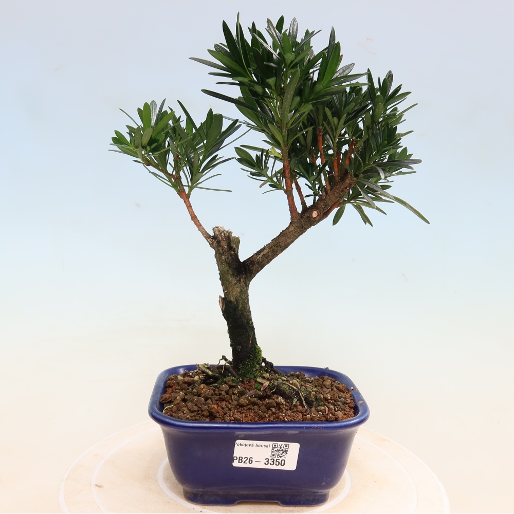 Szobai bonsai - Podocarpus - Kőtiszafa