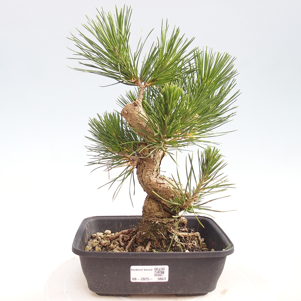 Kültéri bonsai - Pinus thunbergii - Thunberg fenyő