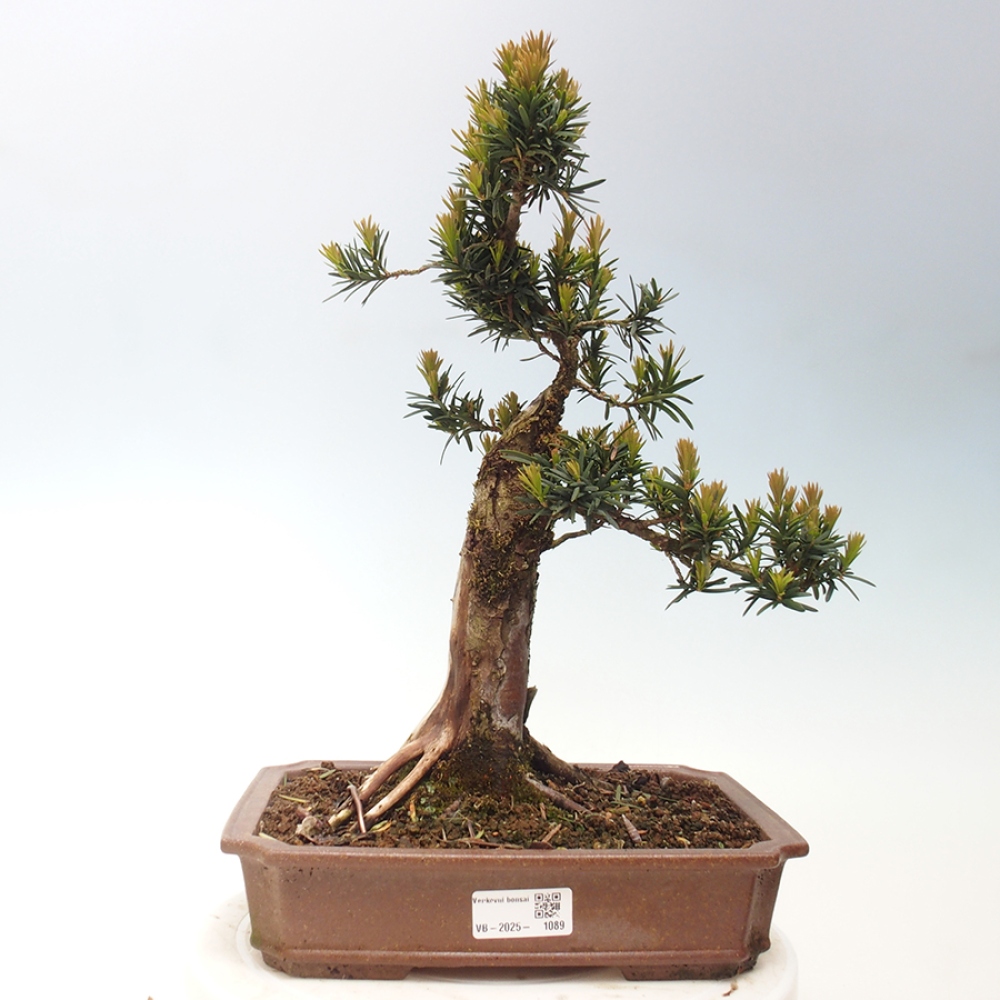 Kültéri bonsai - Taxus cuspidata - japán tiszafa