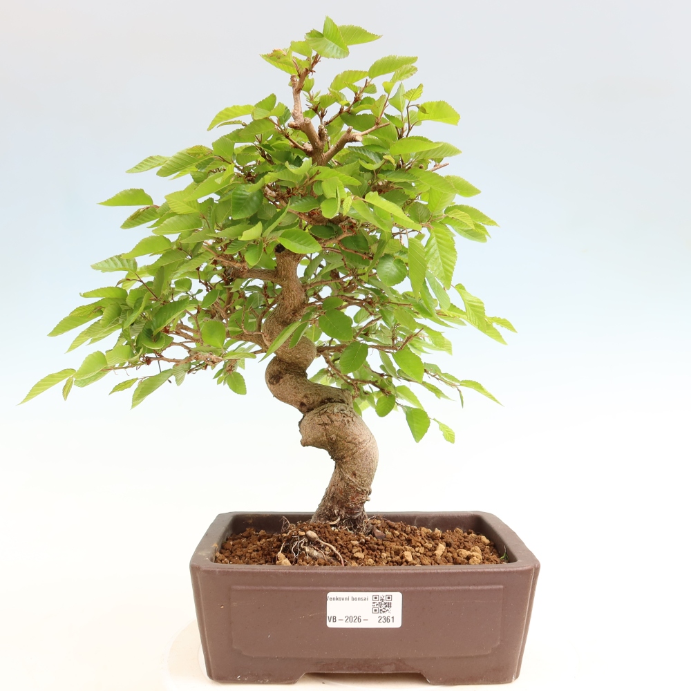 Kültéri bonsai -Carpinus Coreana - Koreai gyertyánfa