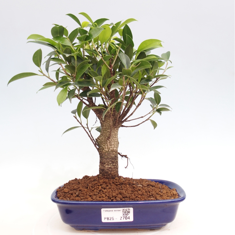 Szobai bonsai - Ficus retusa - kislevelű fikusz