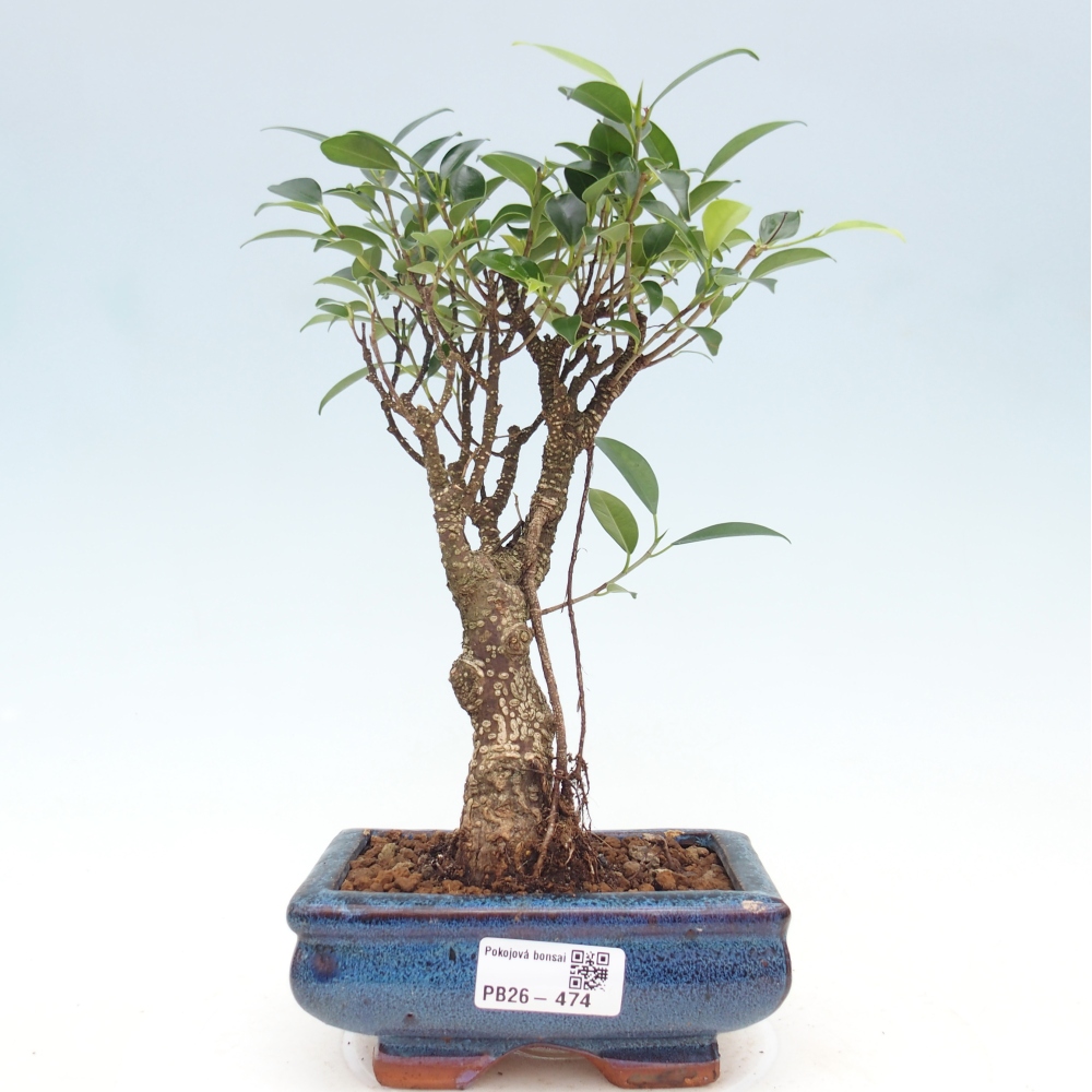 Szobai bonsai - Ficus retusa - kislevelű fikusz