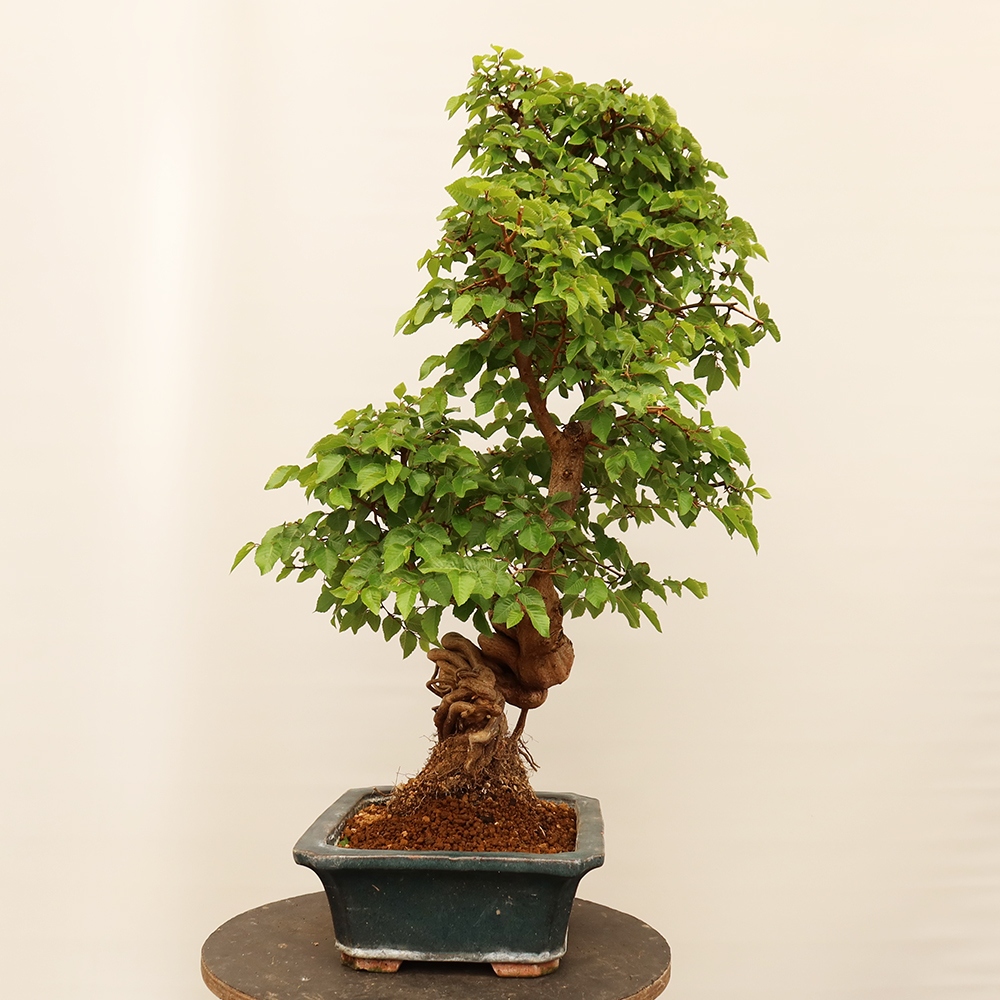Kültéri bonsai -Carpinus Coreana - Koreai gyertyánfa