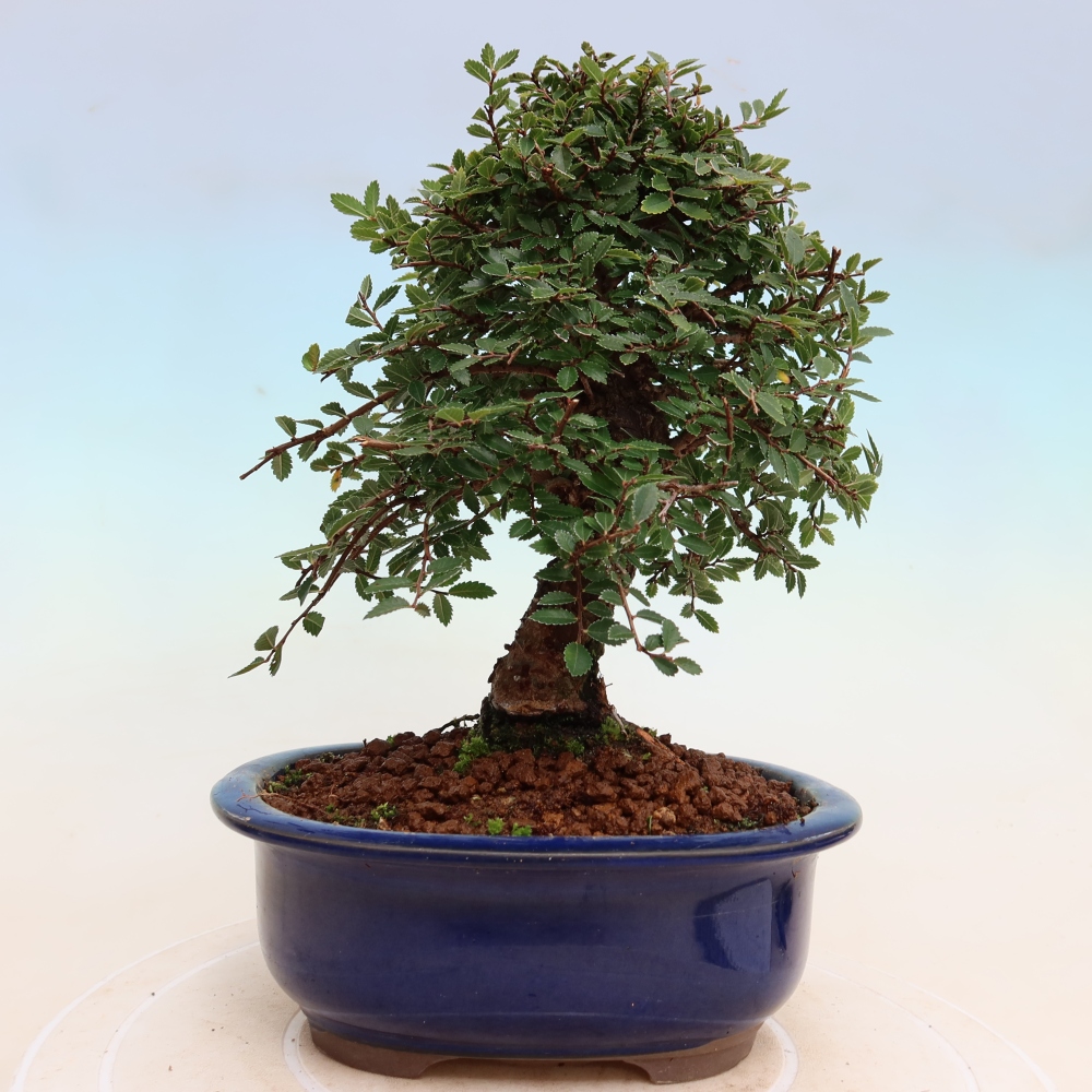 Kültéri bonsai - Zelkova - Zelkova NIRE