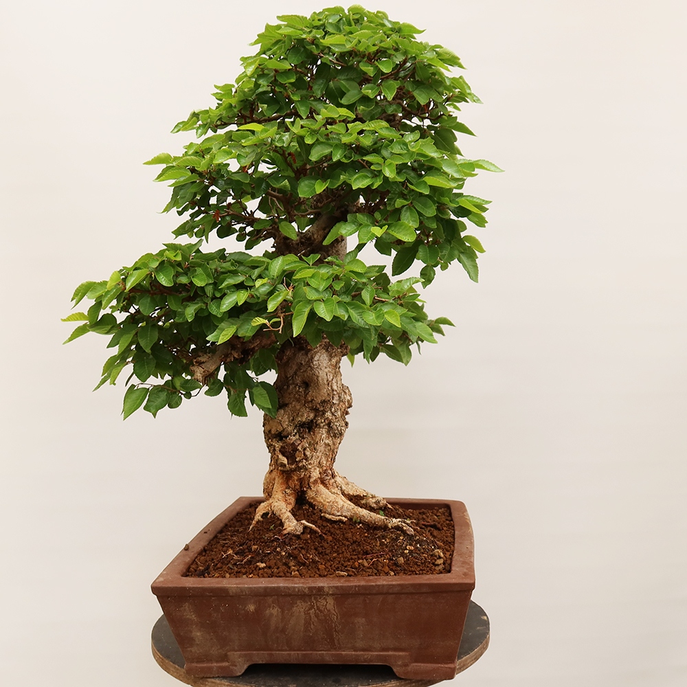 Kültéri bonsai -Carpinus Coreana - Koreai gyertyánfa