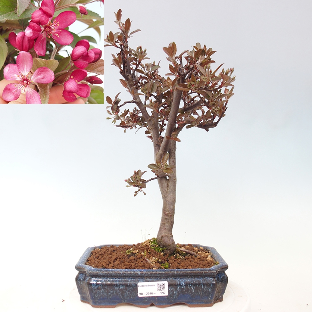Kültéri bonsai -Malus domestica - Kis gyümölcsű piros levelű almafa