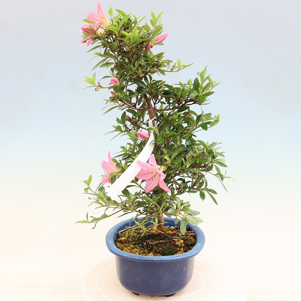 Kültéri bonsai - Japán azálea - Azalea Nasuno