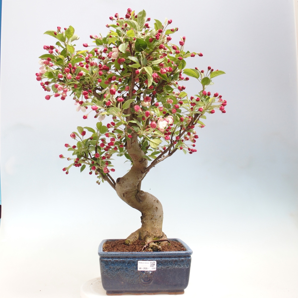 Kültéri bonsai -Malus halliana - Kis gyümölcsű almafa