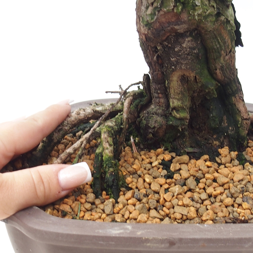 Kültéri bonsai - Pinus thunbergii Kotobuki - Thunberg fenyő