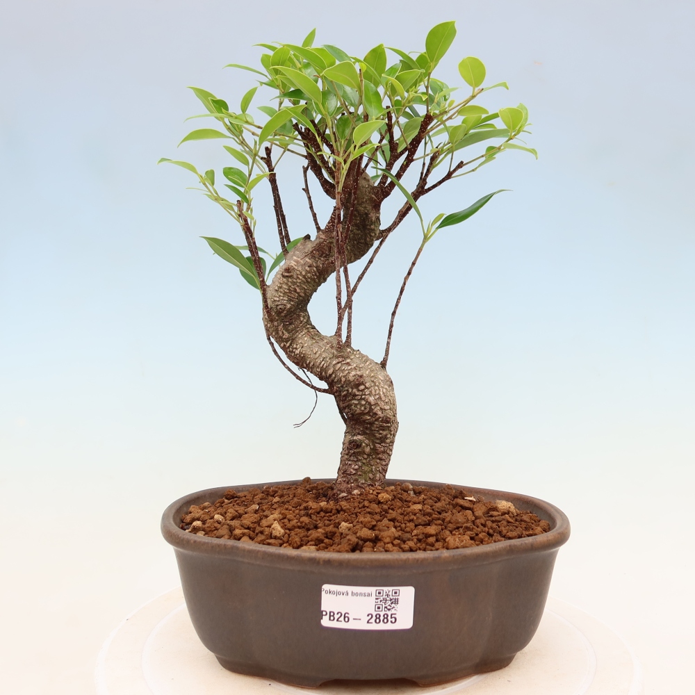 Szobai bonsai - Ficus kimmen - kislevelű fikusz