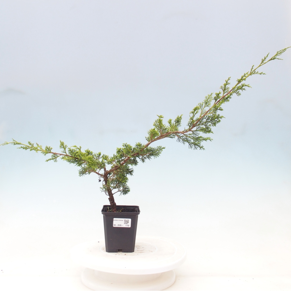 Kültéri bonsai - Juniperus chinensis Itoigawa